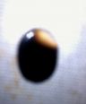 king cobra pearl  ( Very Rare )