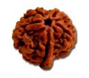 Ganesh Rudraksha