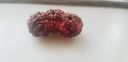 TRIJUTI RUDRAKSHA ( 1 PIECE AVAILABLE)